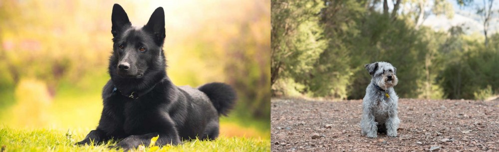Schnoodle vs Black Norwegian Elkhound - Breed Comparison