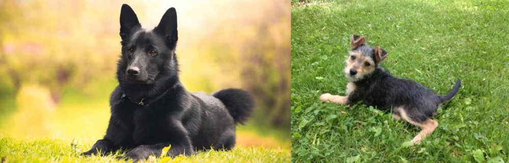 Schnorkie vs Black Norwegian Elkhound - Breed Comparison