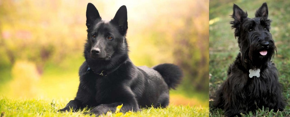 Scoland Terrier vs Black Norwegian Elkhound - Breed Comparison