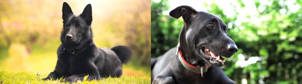 Shepard Labrador vs Black Norwegian Elkhound - Breed Comparison