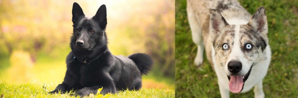 Shepherd Husky vs Black Norwegian Elkhound - Breed Comparison