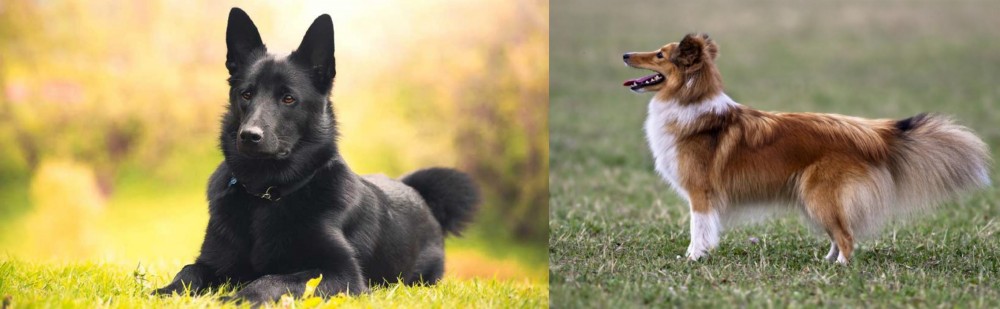 Shetland Sheepdog vs Black Norwegian Elkhound - Breed Comparison