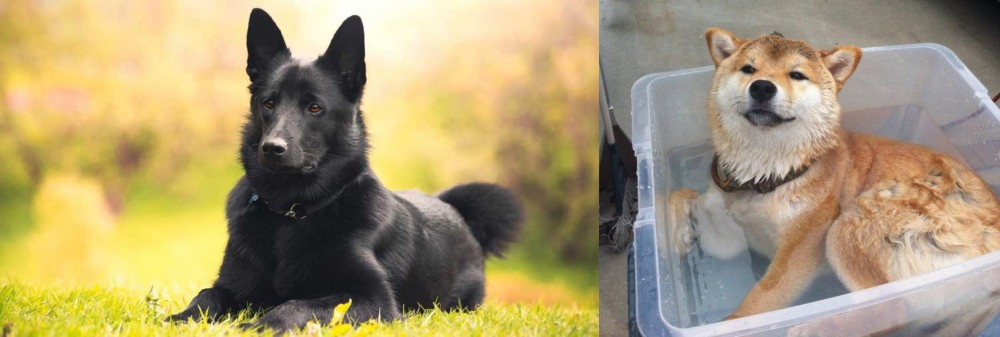 Shiba Inu vs Black Norwegian Elkhound - Breed Comparison