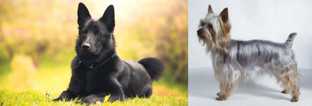 Silky Terrier vs Black Norwegian Elkhound - Breed Comparison