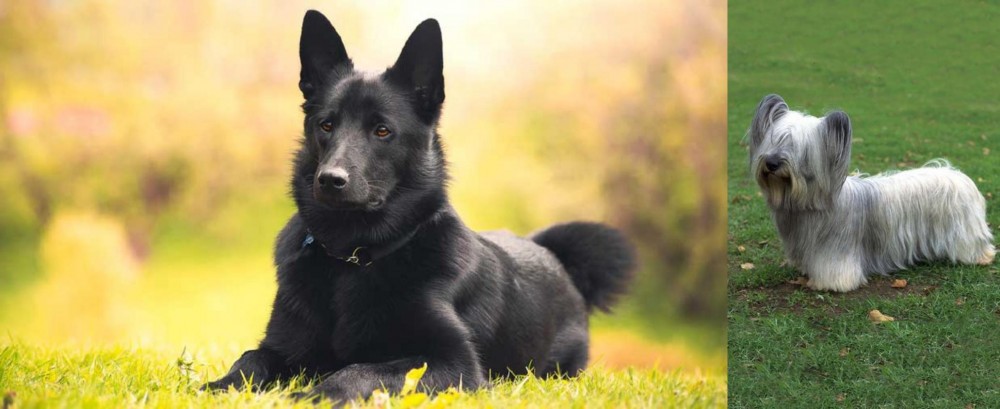 Skye Terrier vs Black Norwegian Elkhound - Breed Comparison