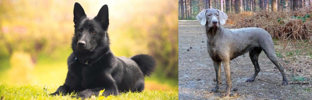 Slovensky Hrubosrsty Stavac vs Black Norwegian Elkhound - Breed Comparison