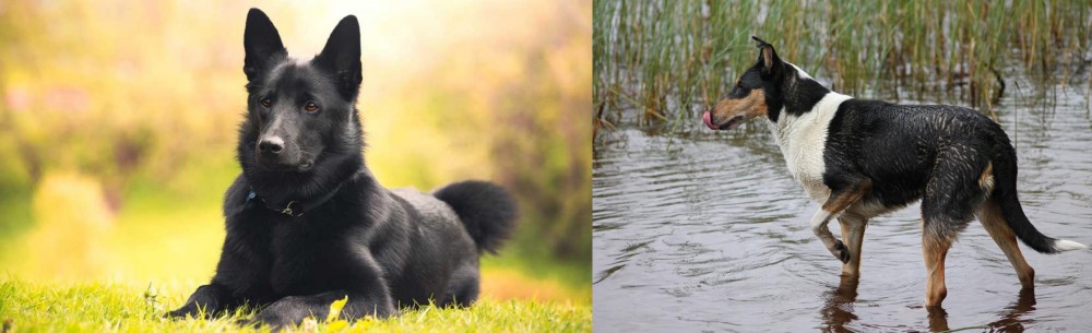 Smooth Collie vs Black Norwegian Elkhound - Breed Comparison