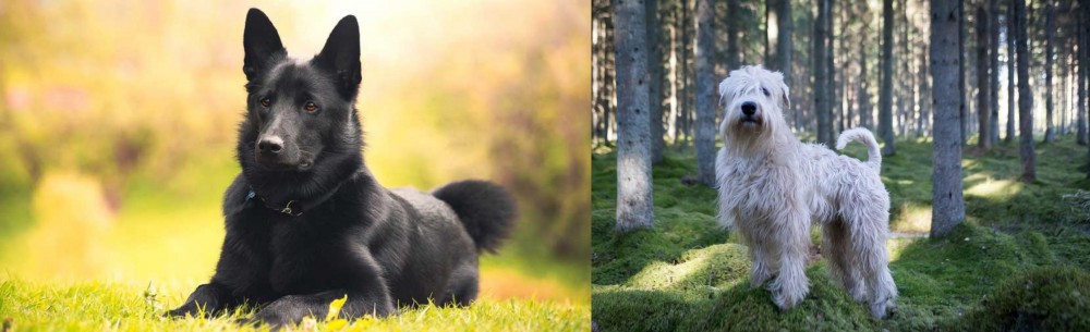 Soft-Coated Wheaten Terrier vs Black Norwegian Elkhound - Breed Comparison
