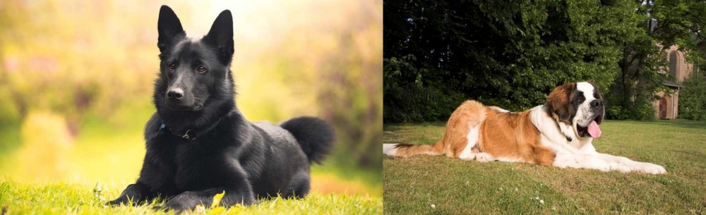 St. Bernard vs Black Norwegian Elkhound - Breed Comparison