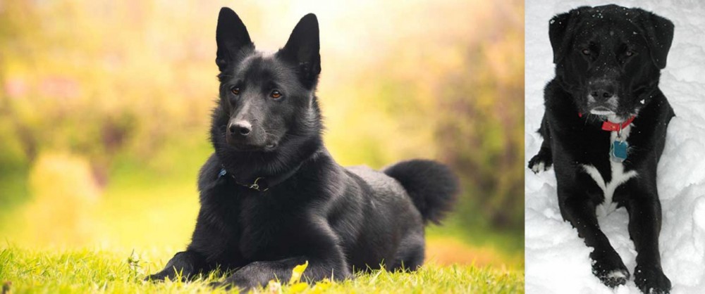 St. John's Water Dog vs Black Norwegian Elkhound - Breed Comparison
