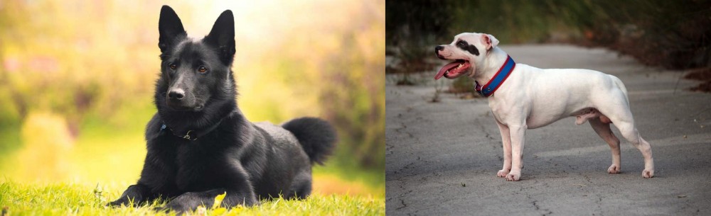 Staffordshire Bull Terrier vs Black Norwegian Elkhound - Breed Comparison