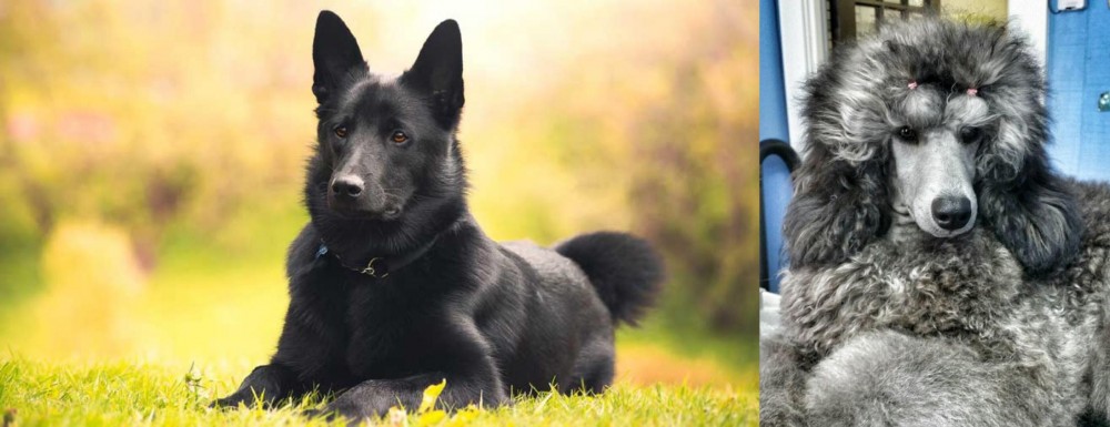 Standard Poodle vs Black Norwegian Elkhound - Breed Comparison