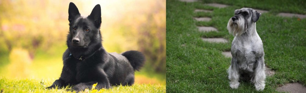 Standard Schnauzer vs Black Norwegian Elkhound - Breed Comparison