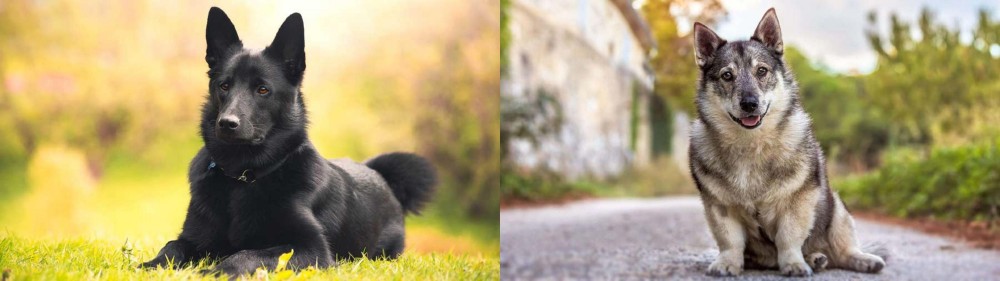 Swedish Vallhund vs Black Norwegian Elkhound - Breed Comparison