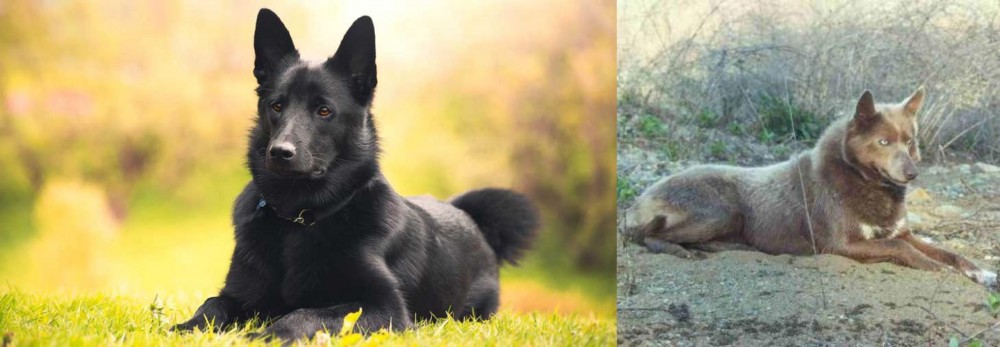 Tahltan Bear Dog vs Black Norwegian Elkhound - Breed Comparison