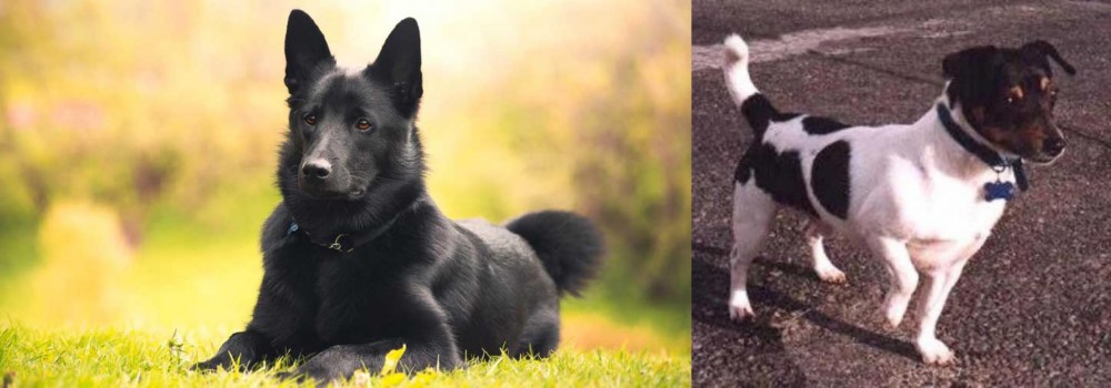 Teddy Roosevelt Terrier vs Black Norwegian Elkhound - Breed Comparison