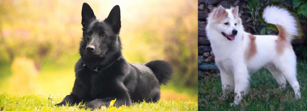 Thai Bangkaew vs Black Norwegian Elkhound - Breed Comparison