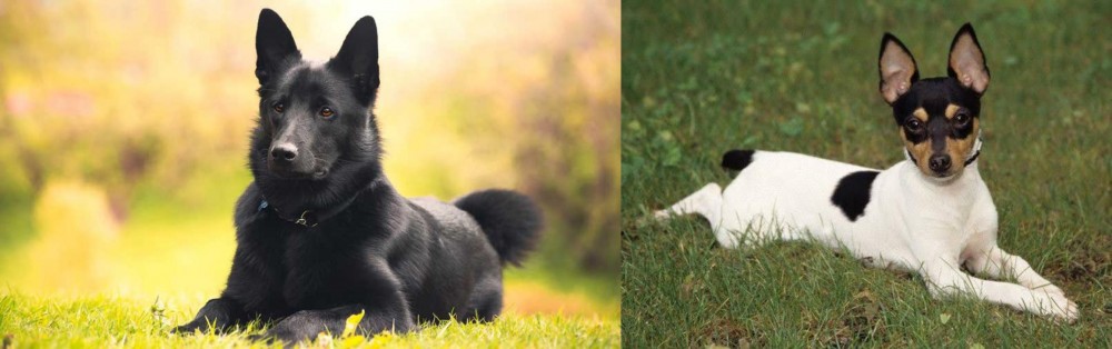 Toy Fox Terrier vs Black Norwegian Elkhound - Breed Comparison
