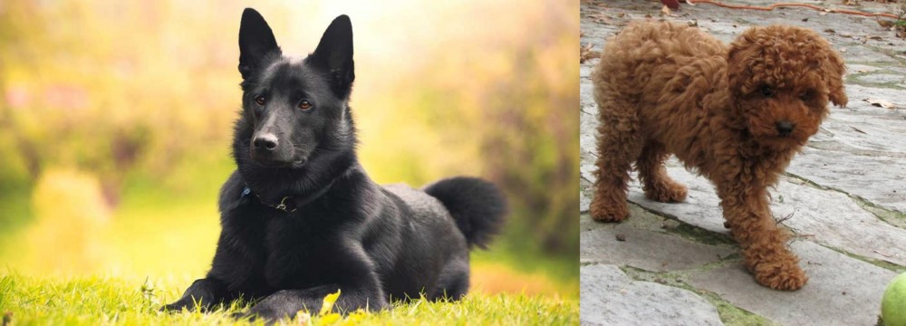 Toy Poodle vs Black Norwegian Elkhound - Breed Comparison
