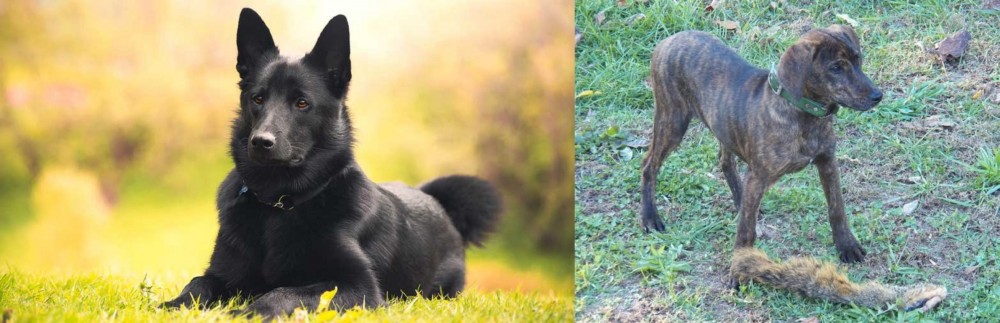 Treeing Cur vs Black Norwegian Elkhound - Breed Comparison