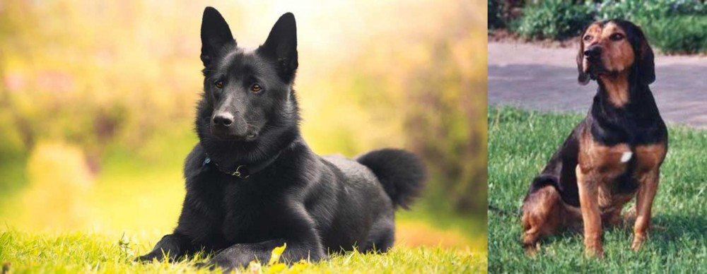 Tyrolean Hound vs Black Norwegian Elkhound - Breed Comparison