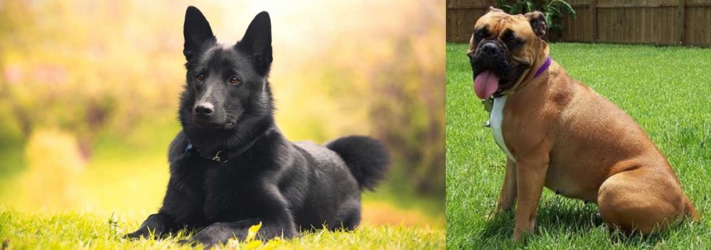 Valley Bulldog vs Black Norwegian Elkhound - Breed Comparison