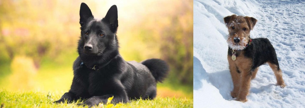 Welsh Terrier vs Black Norwegian Elkhound - Breed Comparison