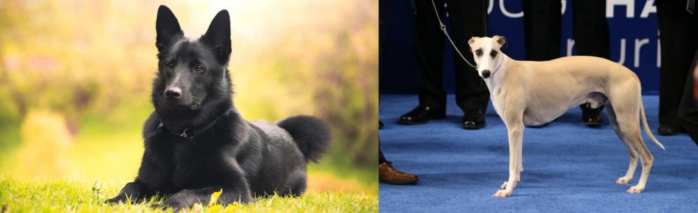 Whippet vs Black Norwegian Elkhound - Breed Comparison