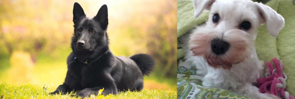 White Schnauzer vs Black Norwegian Elkhound - Breed Comparison