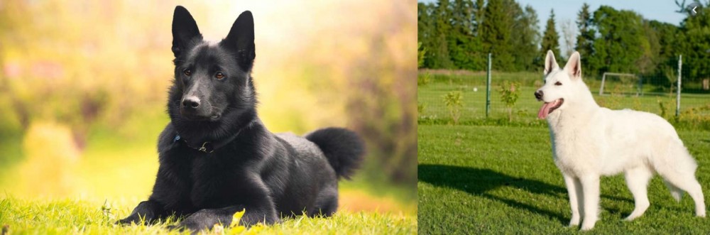 White Shepherd vs Black Norwegian Elkhound - Breed Comparison