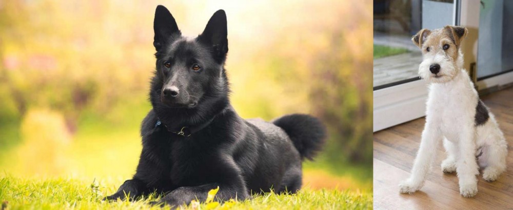Wire Fox Terrier vs Black Norwegian Elkhound - Breed Comparison