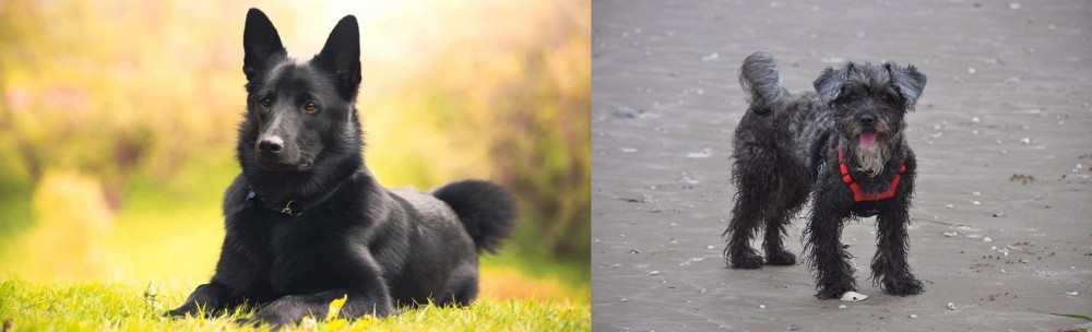 YorkiePoo vs Black Norwegian Elkhound - Breed Comparison