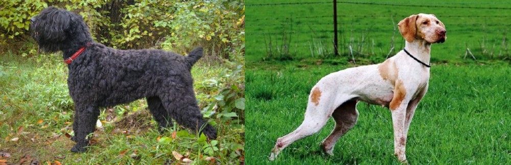 Ariege Pointer vs Black Russian Terrier - Breed Comparison
