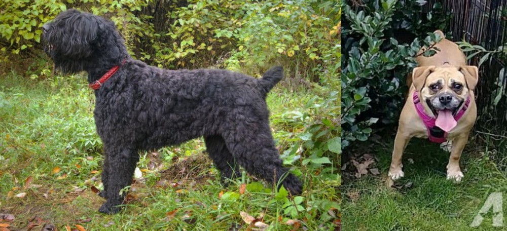 Beabull vs Black Russian Terrier - Breed Comparison