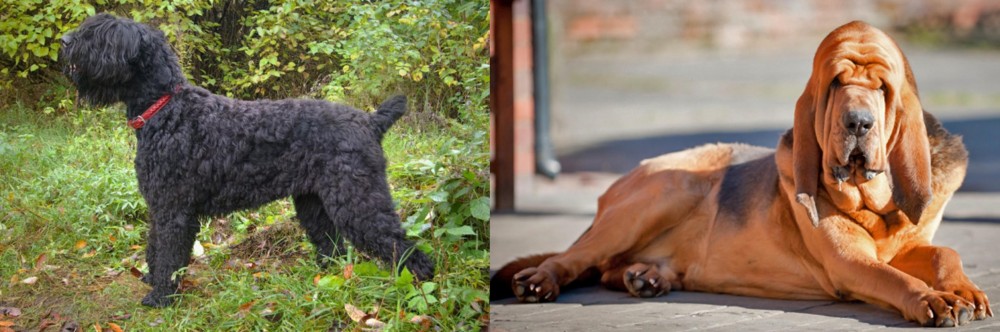 Bloodhound vs Black Russian Terrier - Breed Comparison