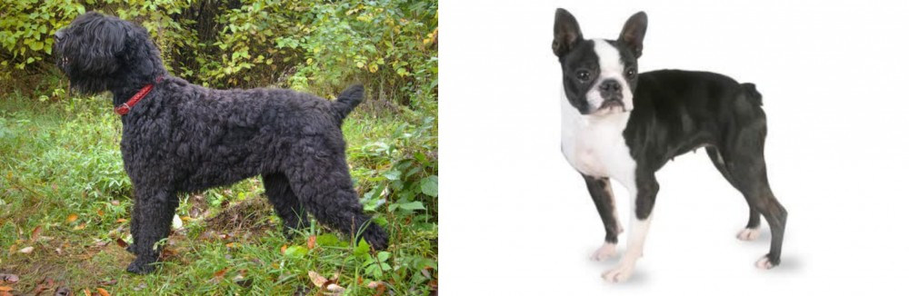 Boston Terrier vs Black Russian Terrier - Breed Comparison