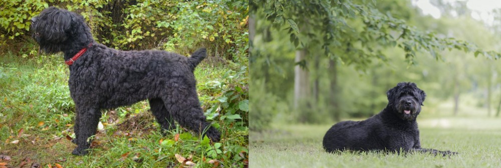 Bouvier des Flandres vs Black Russian Terrier - Breed Comparison