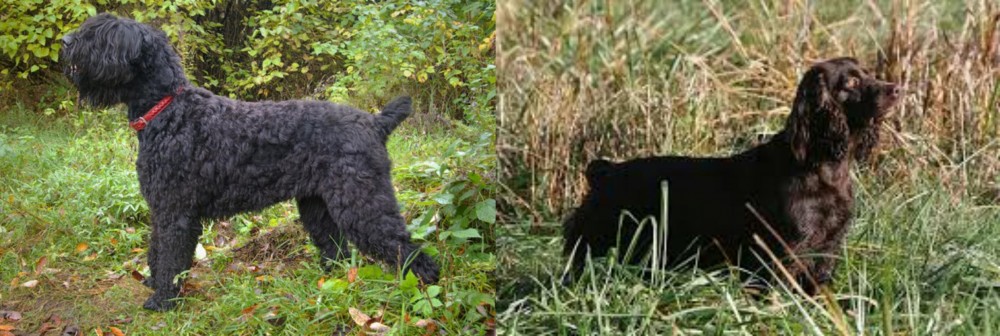 Boykin Spaniel vs Black Russian Terrier - Breed Comparison