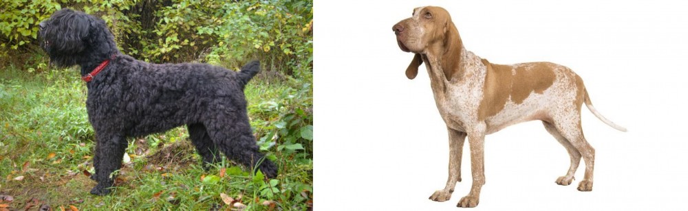 Bracco Italiano vs Black Russian Terrier - Breed Comparison