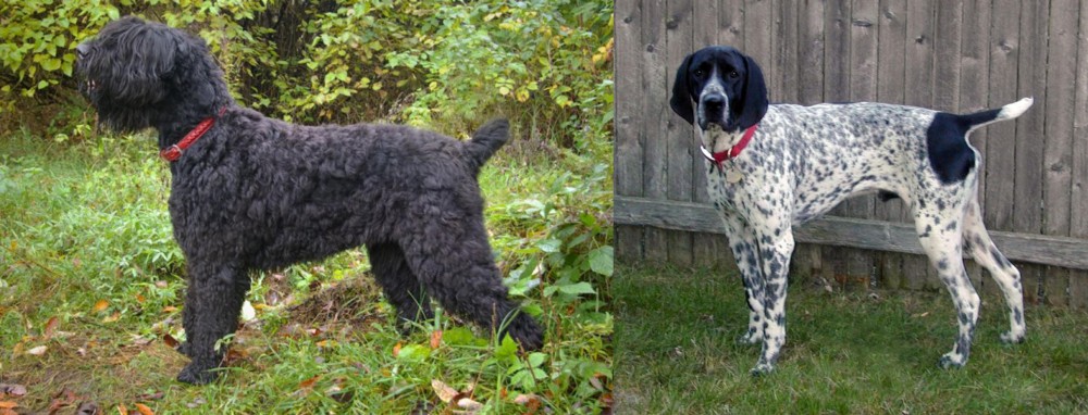 Braque d'Auvergne vs Black Russian Terrier - Breed Comparison