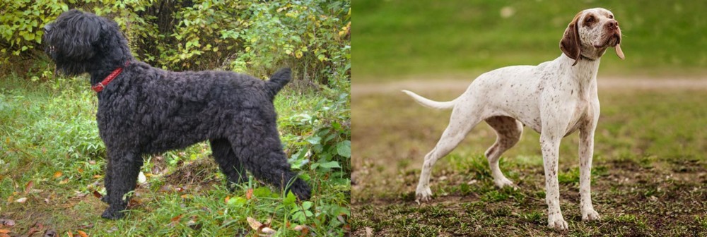 Braque du Bourbonnais vs Black Russian Terrier - Breed Comparison