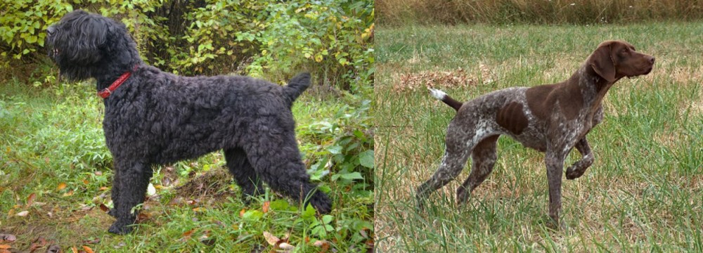 Braque Francais vs Black Russian Terrier - Breed Comparison