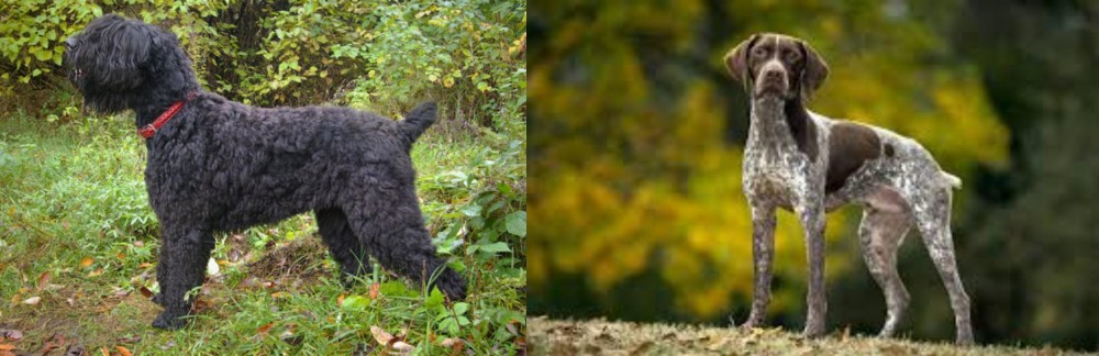 Braque Francais (Gascogne Type) vs Black Russian Terrier - Breed Comparison