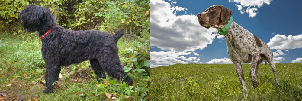 Braque Francais (Pyrenean Type) vs Black Russian Terrier - Breed Comparison