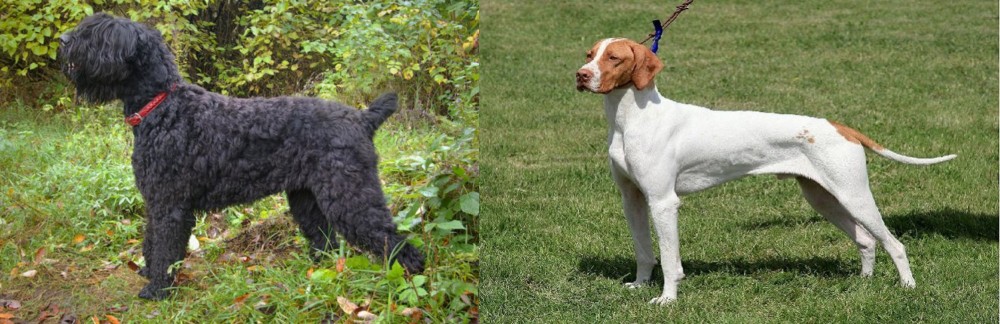 Braque Saint-Germain vs Black Russian Terrier - Breed Comparison