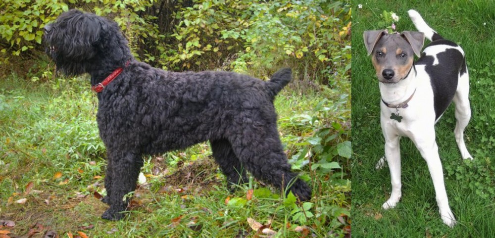 Brazilian Terrier vs Black Russian Terrier - Breed Comparison