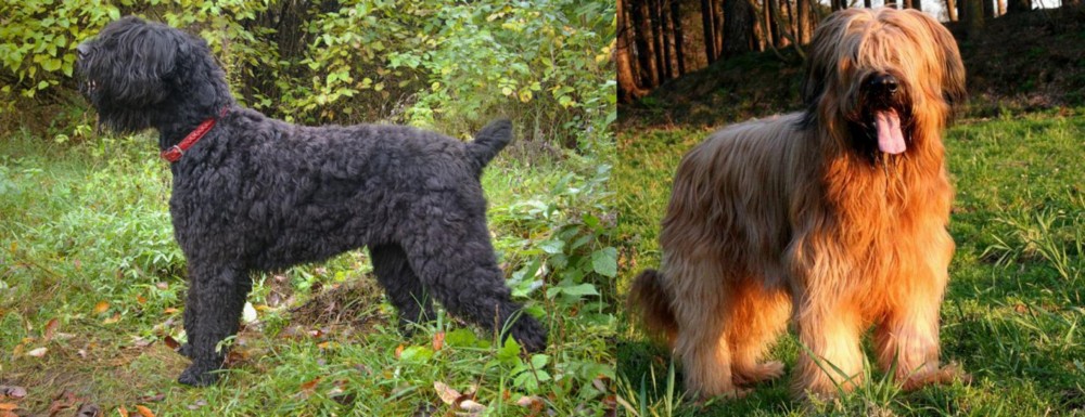 Briard vs Black Russian Terrier - Breed Comparison