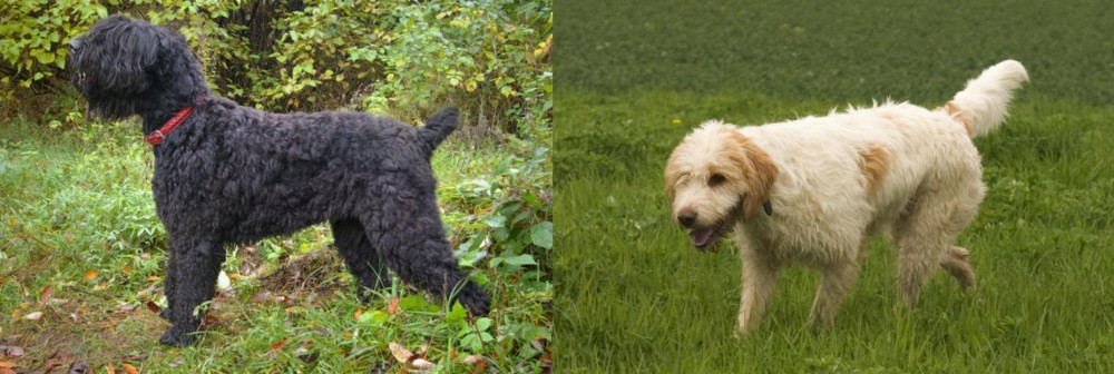 Briquet Griffon Vendeen vs Black Russian Terrier - Breed Comparison