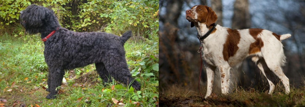 Brittany vs Black Russian Terrier - Breed Comparison
