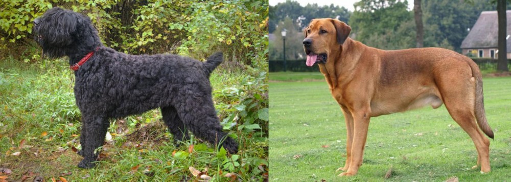 Broholmer vs Black Russian Terrier - Breed Comparison